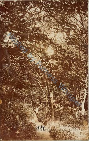 Ennis Wood, Furness Abbey — Nowstalgia Gallery