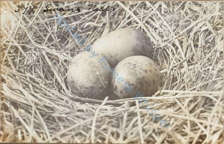 Swan's Nest — Nowstalgia Gallery