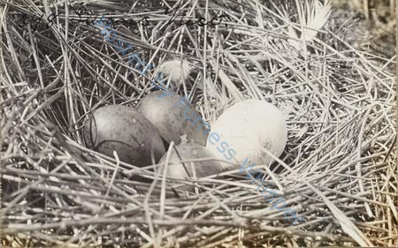 Swan's Nest — Nowstalgia Gallery