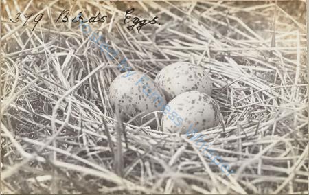 Duck Eggs — Nowstalgia Gallery