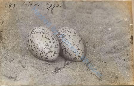 Bird Eggs — Nowstalgia Gallery