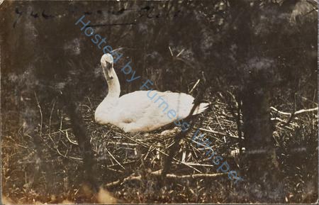 Swan Nest — Nowstalgia Gallery