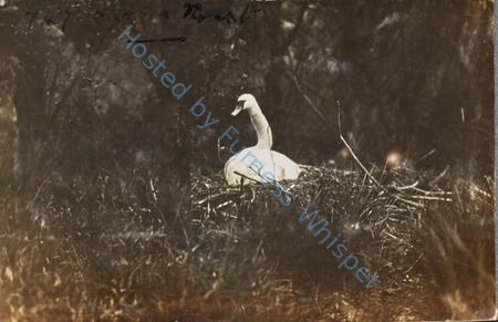 Swan Nest — Nowstalgia Gallery