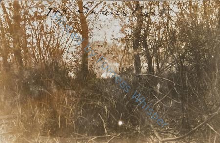 Swan Nest — Nowstalgia Gallery