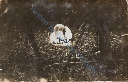 Swan Nest — Nowstalgia Gallery