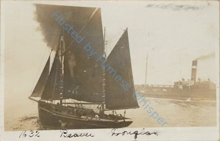 Beaver, of Douglas — Nowstalgia Gallery