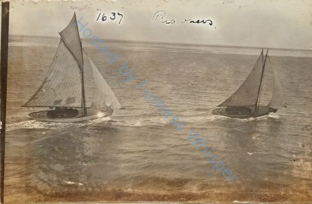 Sail Prawners — Nowstalgia Gallery