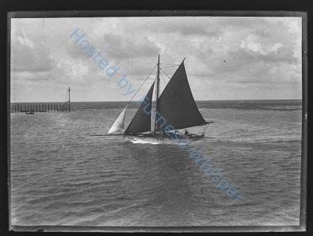 Sail Prawner FD214 Cistus — Nowstalgia Gallery
