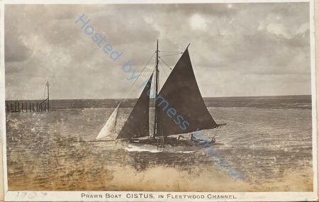 Sail Prawner FD214 Cistus — Nowstalgia Gallery