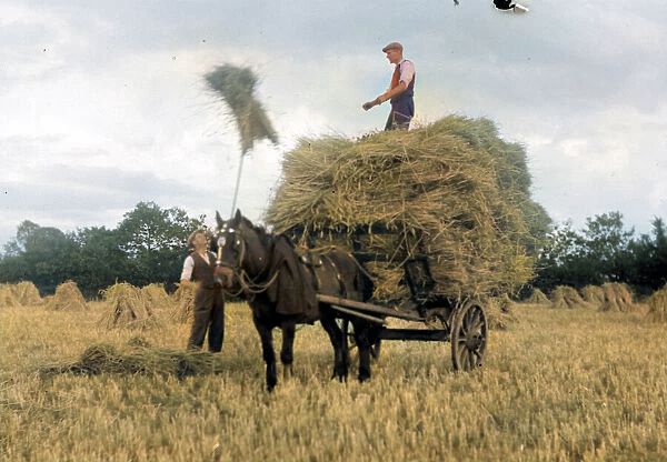 Image for Muck, milk & muscle a day on the 1905 furness farm