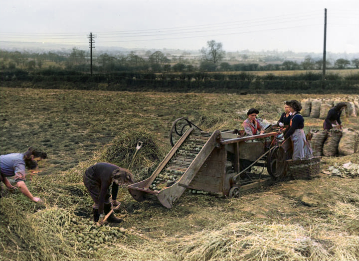 Image for Muck, milk & muscle a day on the 1905 furness farm