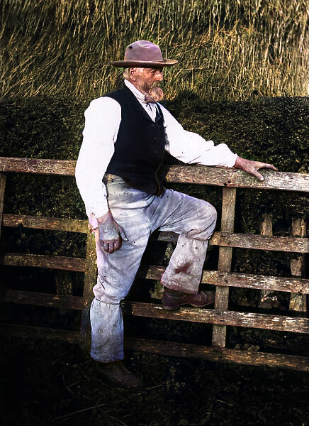 Image for Muck, milk & muscle a day on the 1905 furness farm