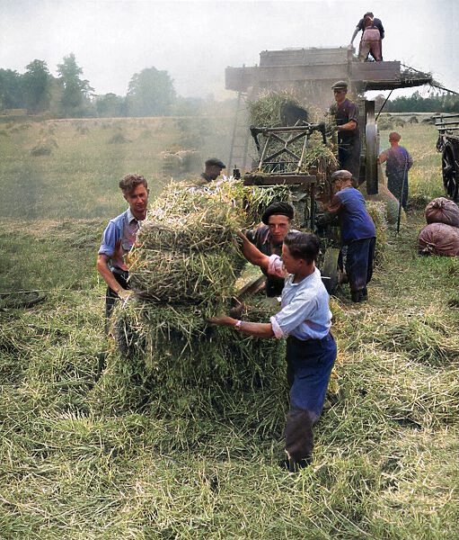 Image for Muck, milk & muscle a day on the 1905 furness farm