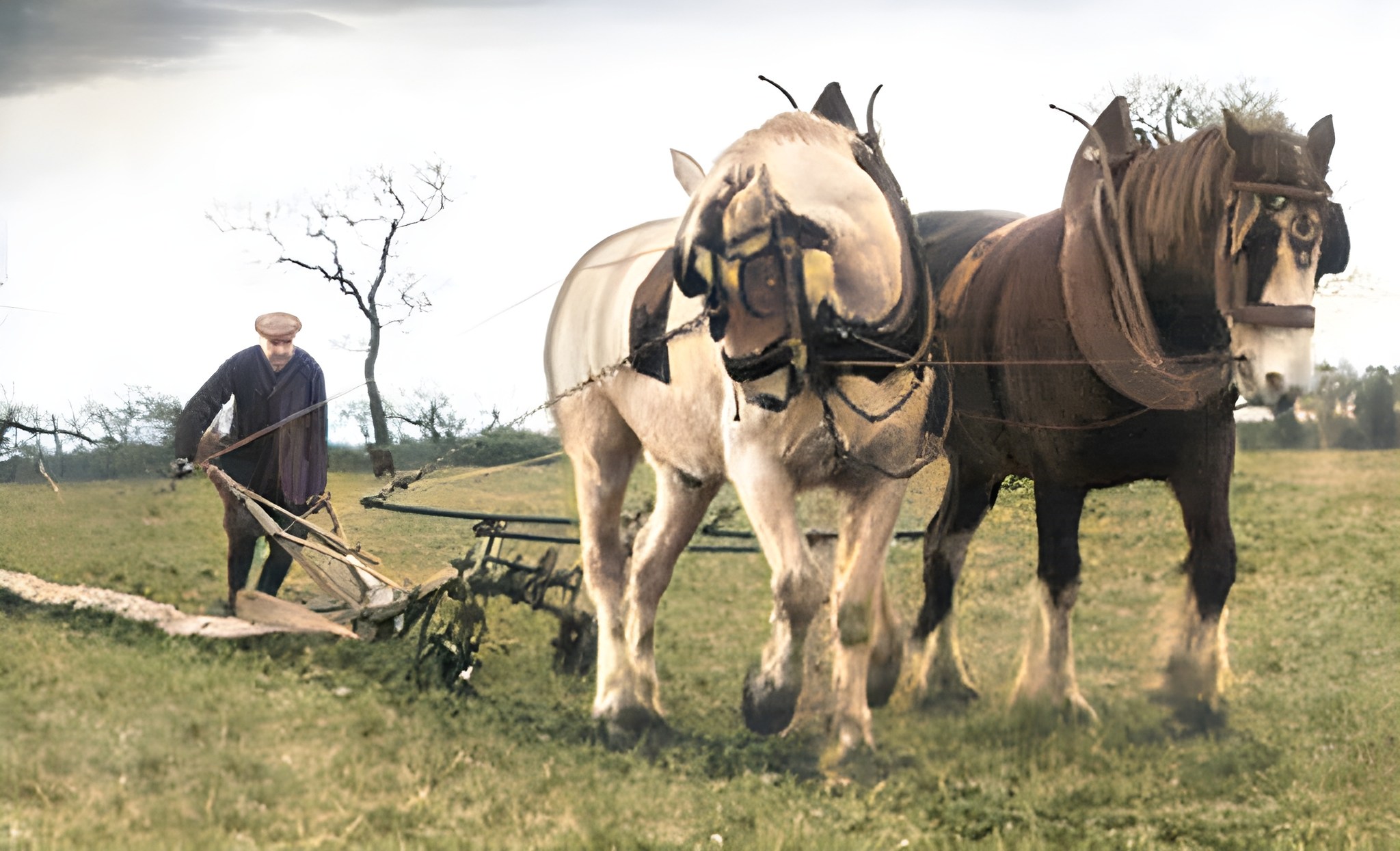 Image for Muck, milk & muscle a day on the 1905 furness farm