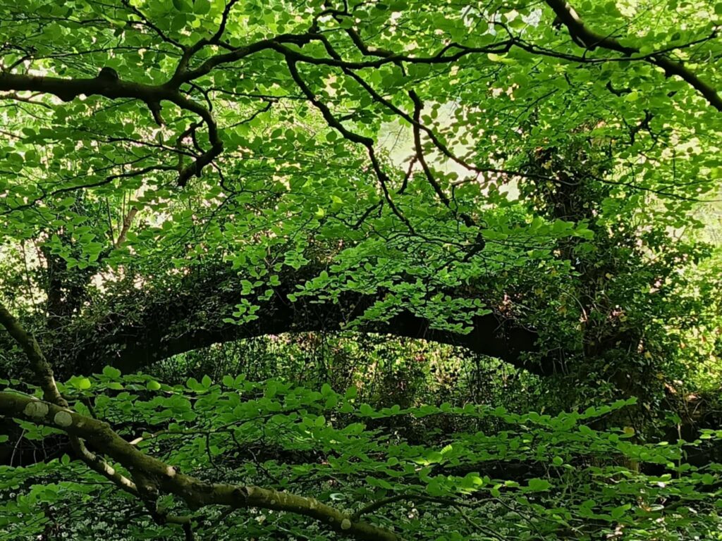 Discovering the Abbey Mill Cafe: A Journey Through History and Hospitality — Furness history