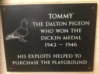 Furness Takes Flight: The Untold Story of Tommy the Pigeon, WWII Hero!